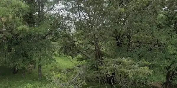 TBD Pine LN