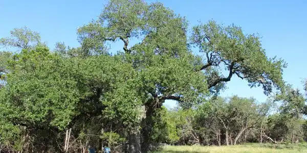 Image 4 Image 4