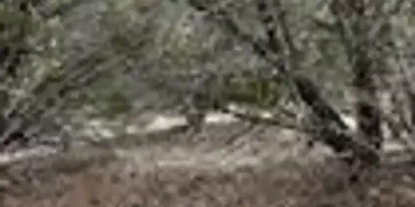 Image 4 Image 4