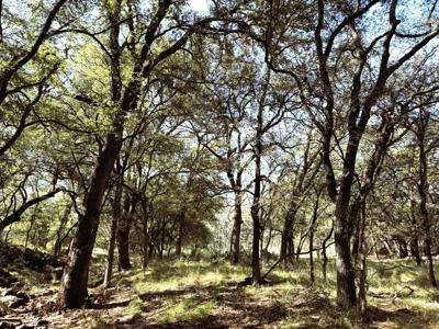 378 Sandy Mountain