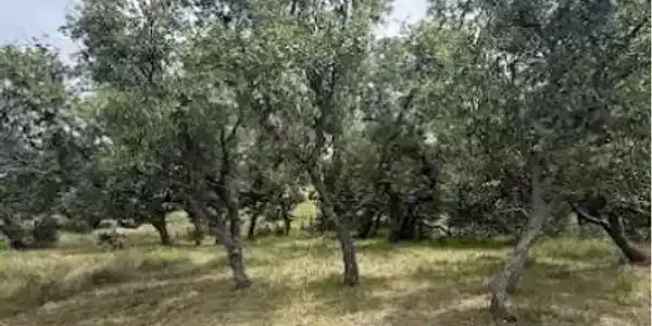 Image 4 Image 4