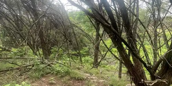 Image 4 Image 4