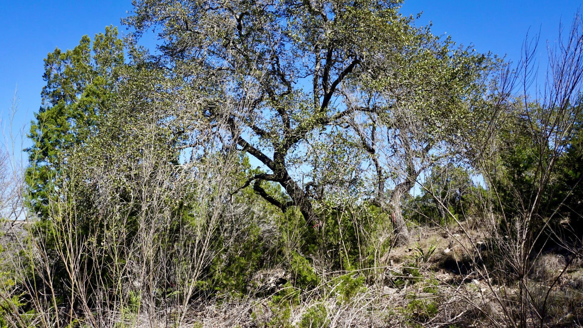 Image 4 Image 4