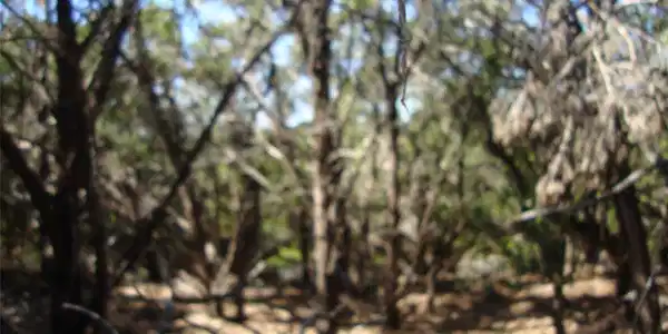 Image 4 Image 4