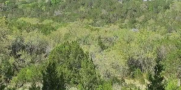 350 Bluff RD