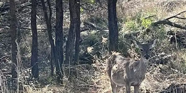 TBD Aspen/Magnoia LN