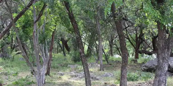 TBD Pecan LN