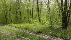 85 Bass Lake Road