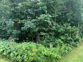 16 Elm Ave