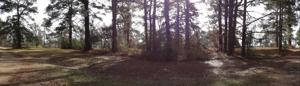 TBD FOREST Drive