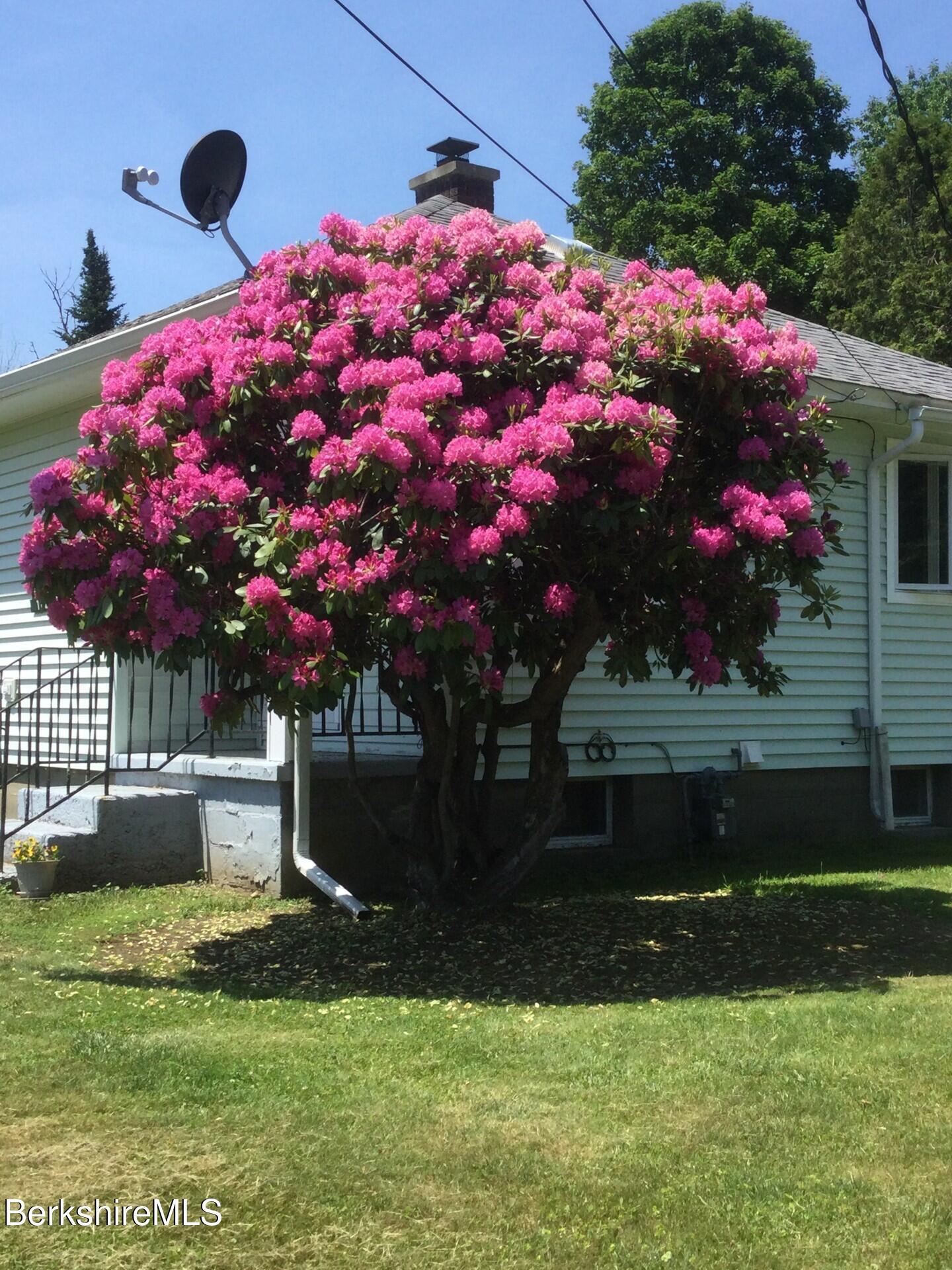 Image 2: Rodadendrum