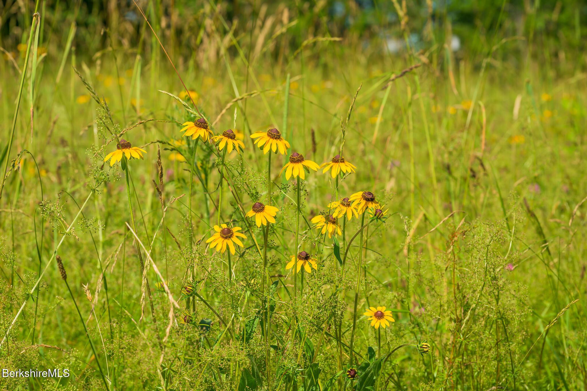 Image 3: Meadow with wildflowers