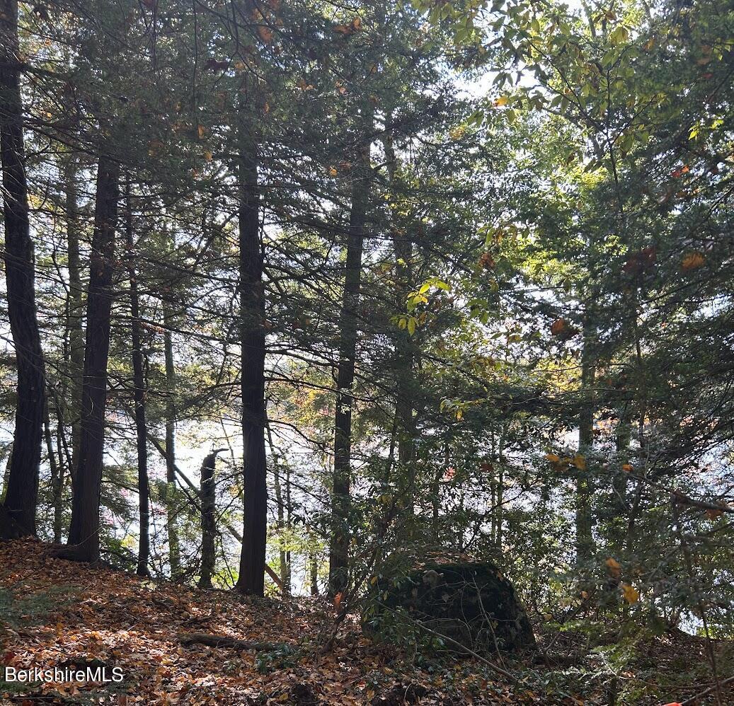 Image 4: Woods with water view