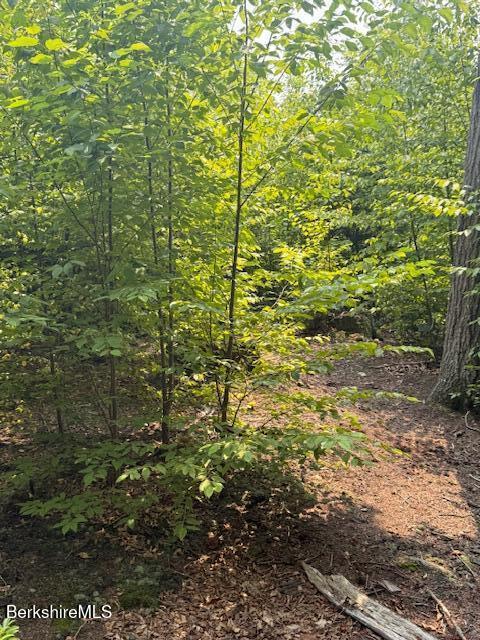 Image 3: Trees where it was cleared