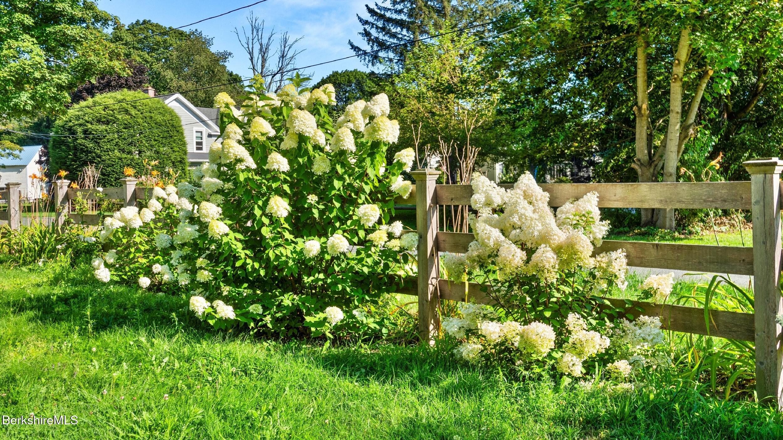 Image 3: Hydrangeas summer show