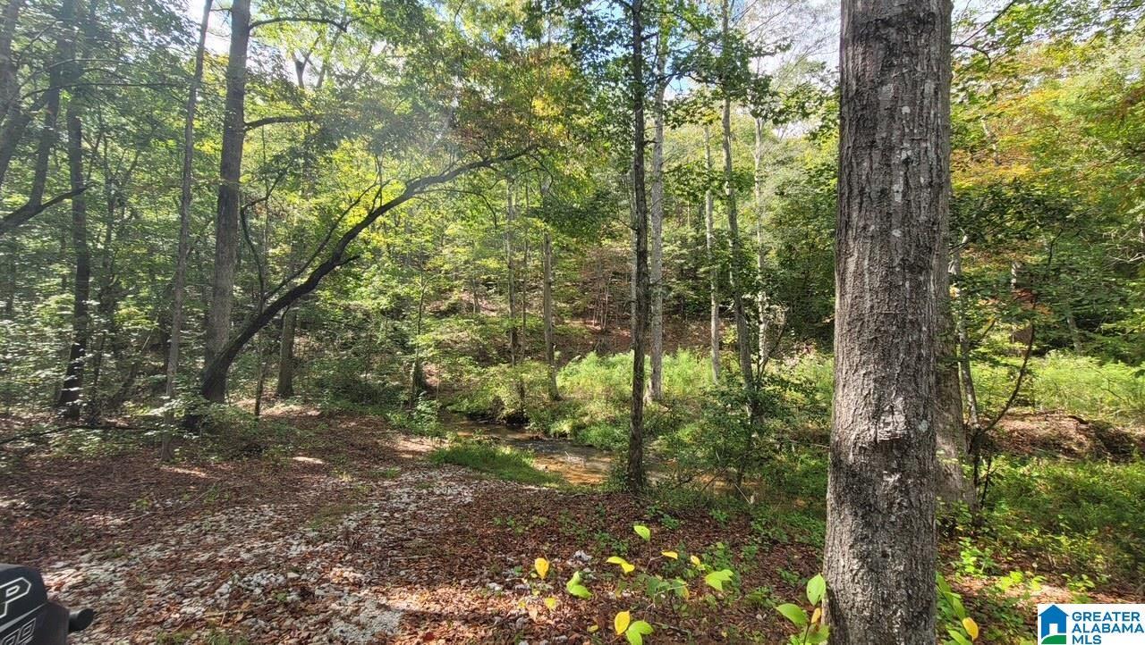 Image 4: CREEK