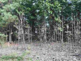 Lot 20 KENNEDY DR