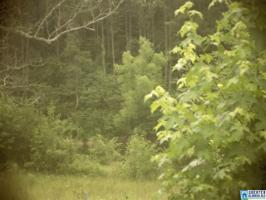 Lot 28acres MOUNTAIN WOODS LAKE RD