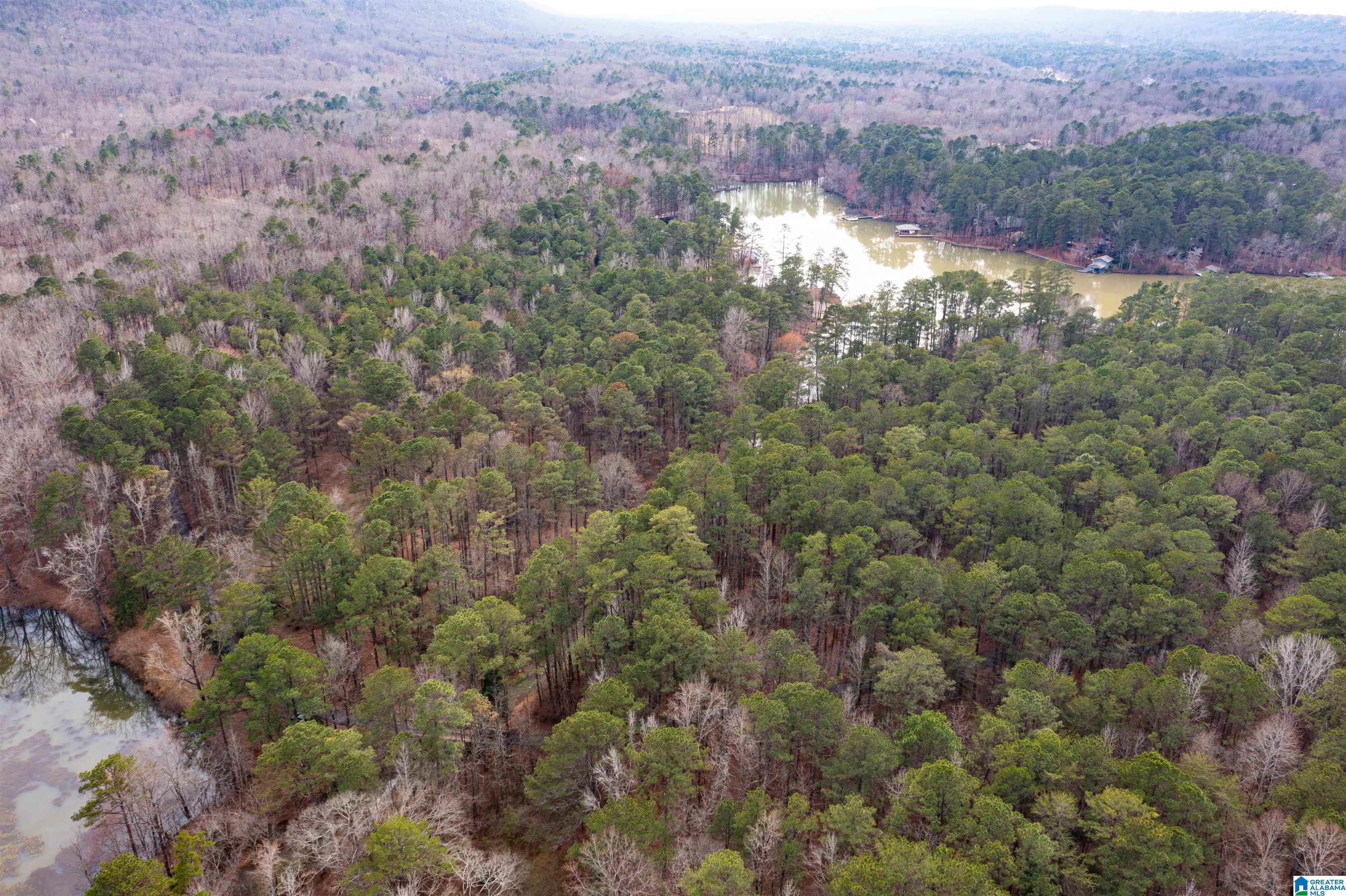 Image 3: UNSPOILED, ACREAGE & FORESTED HOMESITE