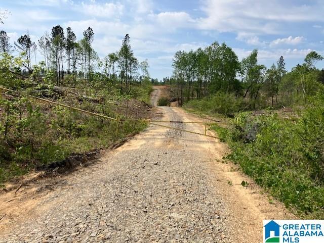 Image 1: ALL ACREAGE HAS JUST BEEN CUT, GATE TO 118 ACRES