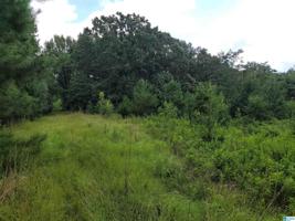 74 acres COUNTY ROAD 230