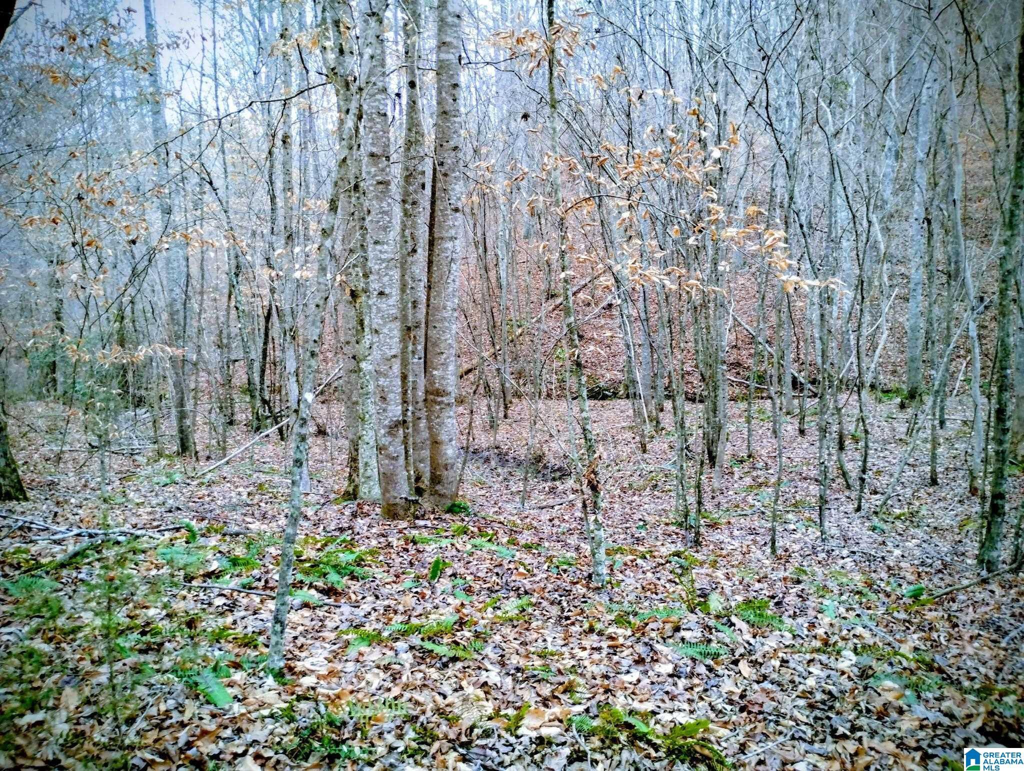 Image 4: View