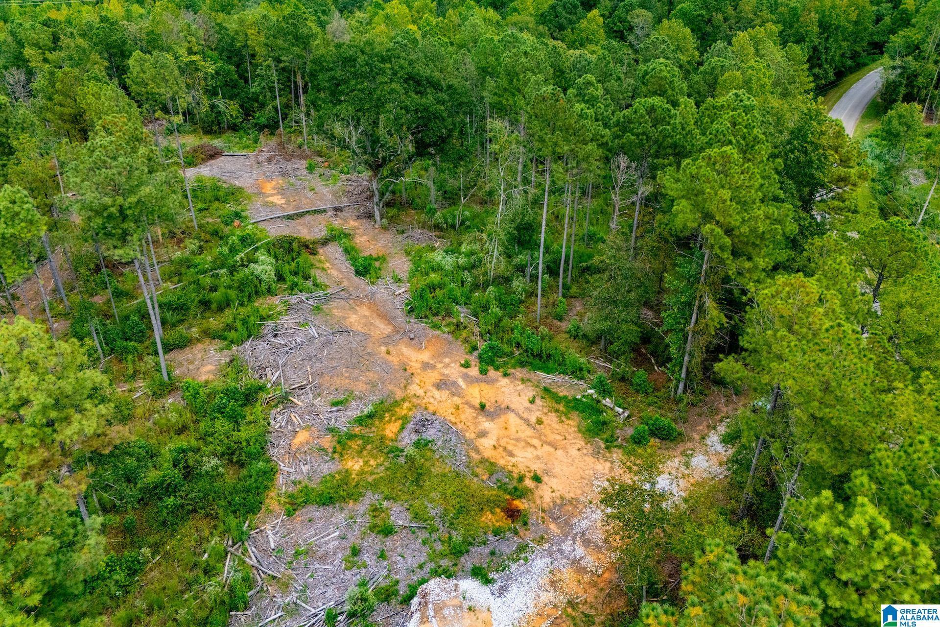 Image 4: TIMBER THINNED 2024