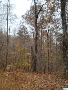 LANE BRANCH ROAD