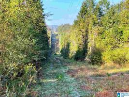 Lot 26.25 acres COUNTY ROAD 222