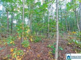 Lot 16 WILLIAMS RD