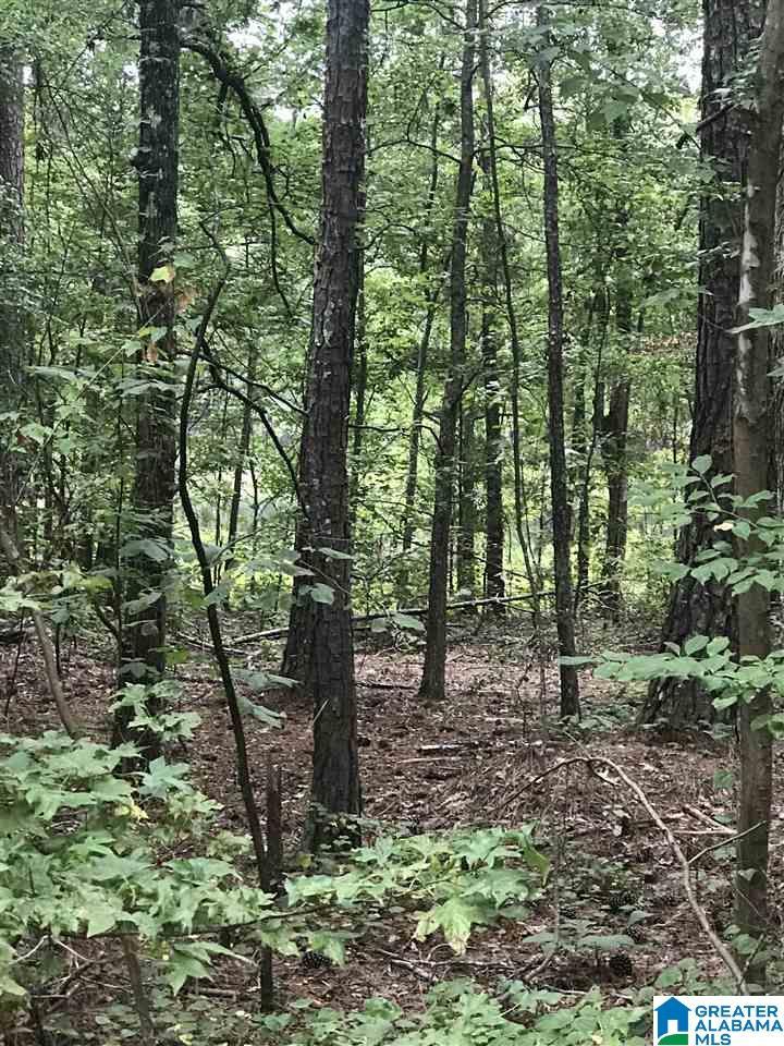 Image 1: Image 1