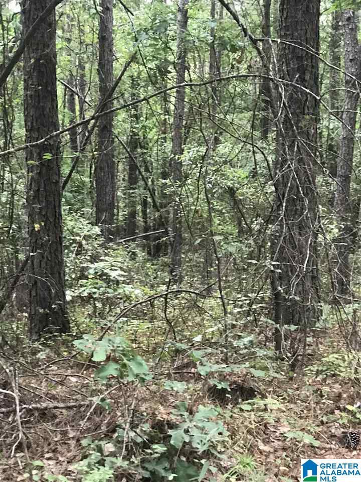 Image 1: Image 1