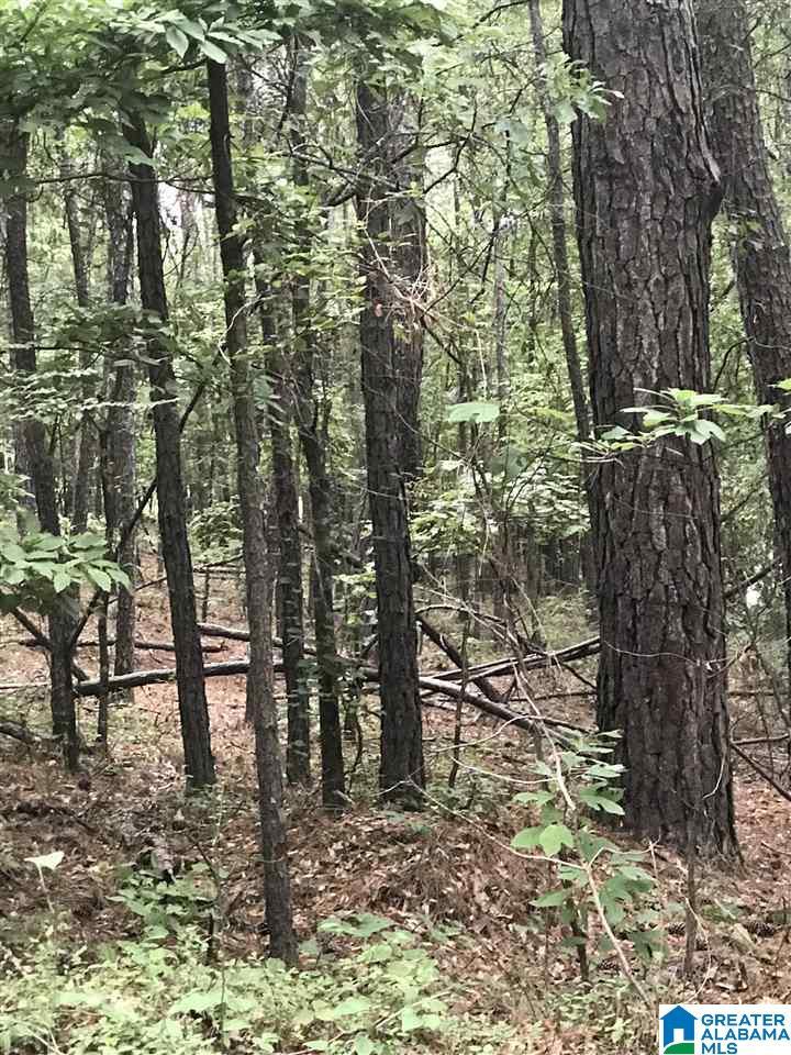 Image 1: Image 1