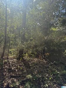 Lot 45 COUNTY ROAD 264