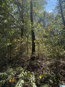 Lot 46 COUNTY ROAD 264