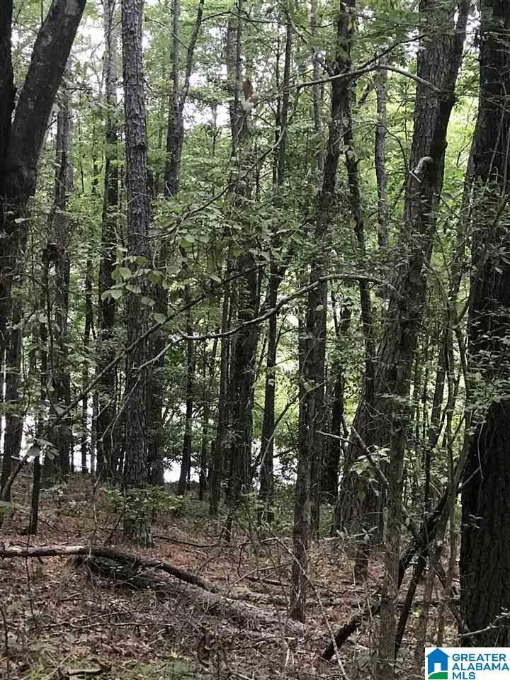 Image 1: Image 1