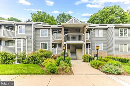 9463 HICKORY LIMB