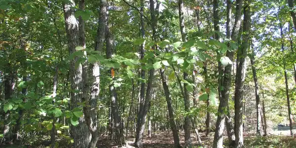 TALL PINES DR.