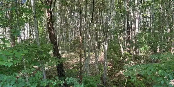 BOOMERANG LOOP