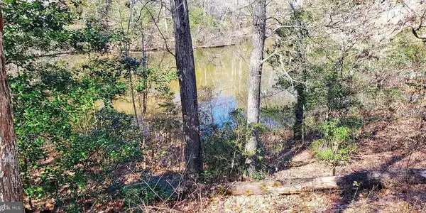 Lot 46 CATS PAW CT.