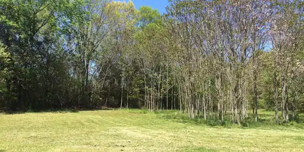 BEAR COURT