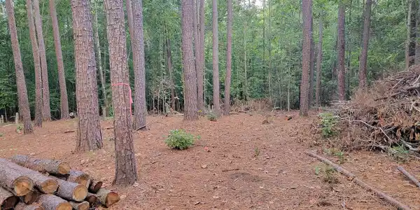 HEMLOCK