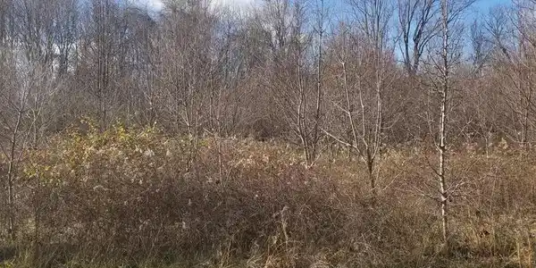 #3 BEAR CT