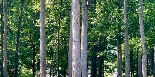 LOT 18 SHADY OAKS LANE