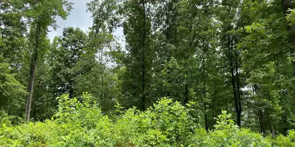 ELK VIEW CT-88