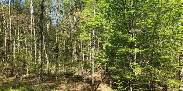 75 HEMLOCK LOOP