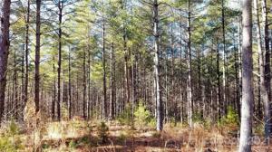 Lot 38 Frasier Fir