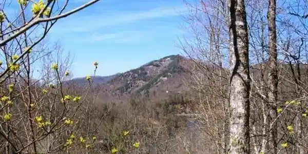 Lot 95 Lake Forest Drive 