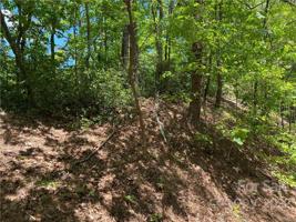 TBD Rumbling Bald