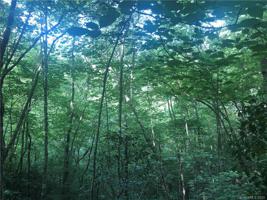 0 Canopy